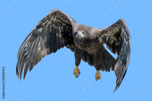 Golden Eagle in flight against blue sky