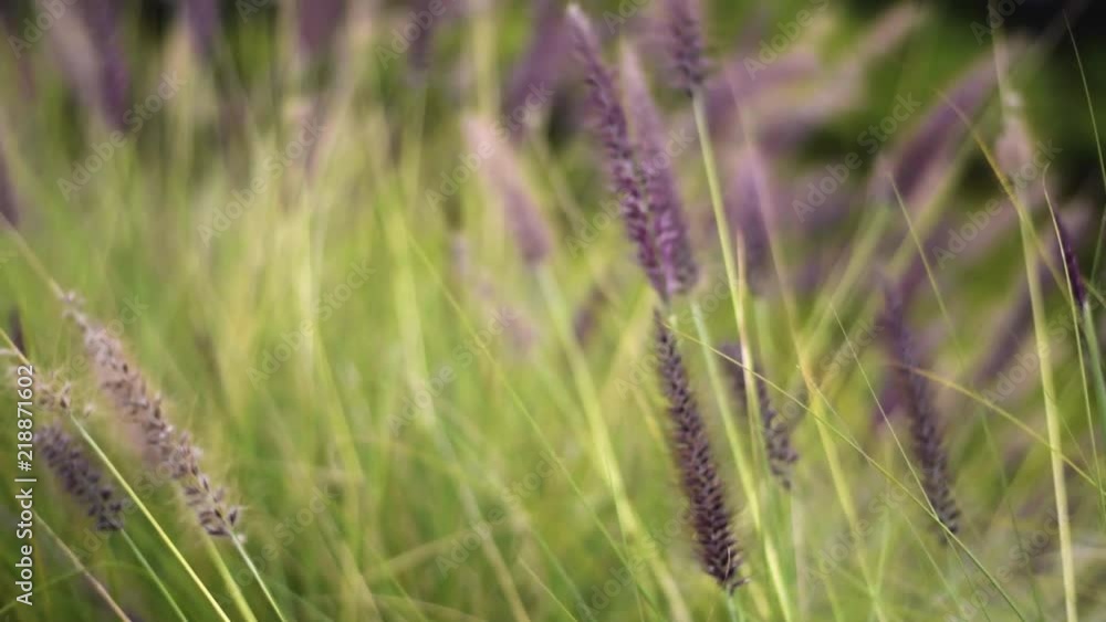 Red-violet feather wild grasses blew by the wind in slow motion Red-violet feather wild grasses blew by the wind in slow motion
