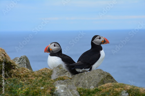 Puffins