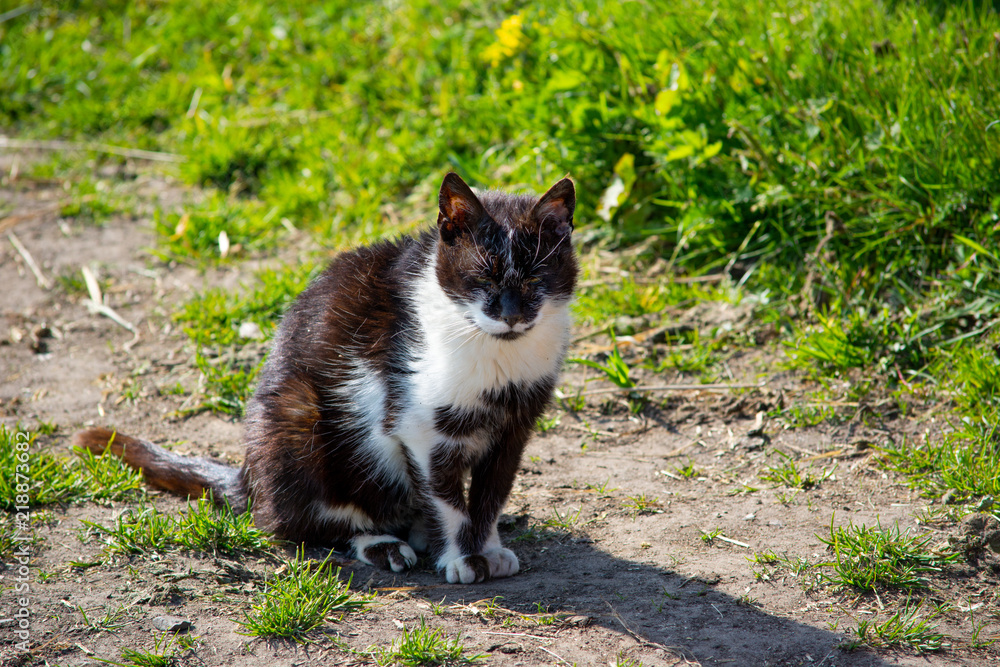 Old farm cat resting in the sunshine.