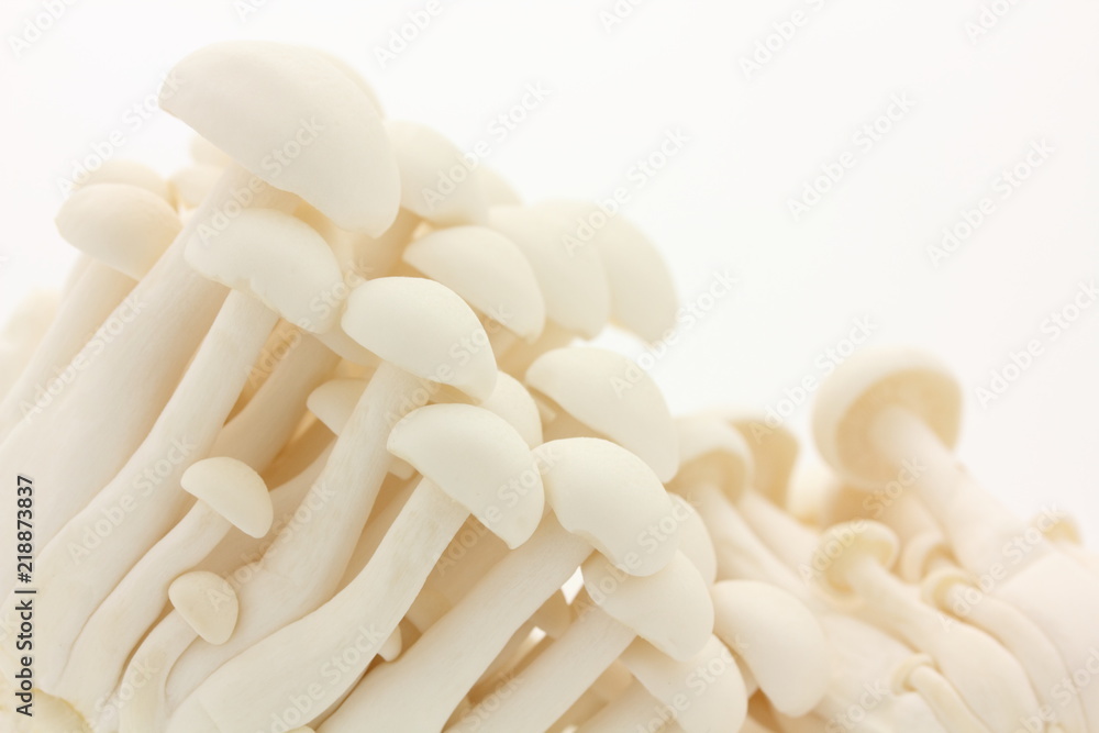 白ぶなしめじ 白ぶなしめじ