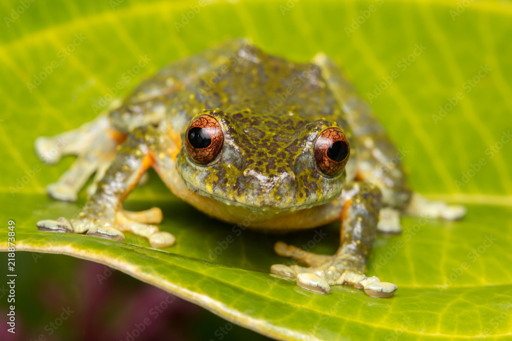 Obraz premium Tree Frog, Tree frog of Borneo, Tree frog on leaf , Frog of Borneo , Frog with isolated black background , Masked Tree Frog (Rhacophorus Angulirostris)