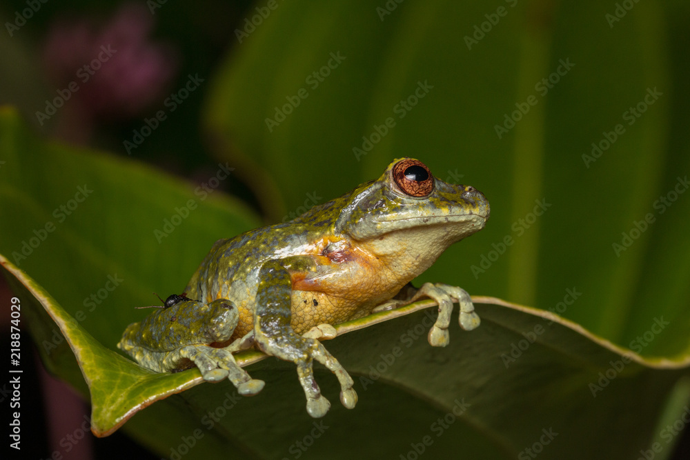 Tree Frog, Tree frog of Borneo, Tree frog on leaf , Frog of Borneo , Frog with isolated black background , Masked Tree Frog (Rhacophorus Angulirostris) Tree Frog, Tree frog of Borneo, Tree frog on leaf , Frog of Borneo , Frog with isolated black background , Masked Tree Frog (Rhacophorus Angulirostris)