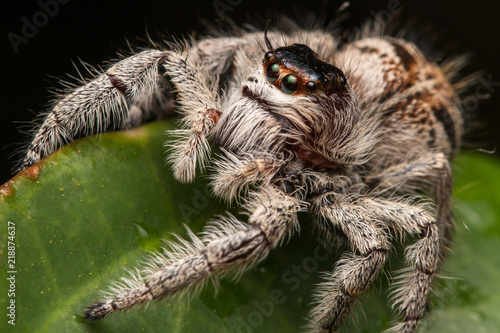 Close-up of Jumping Spider , Jumping Spider of Borneo , Jumping Spider , Beautiful Jumping Spider