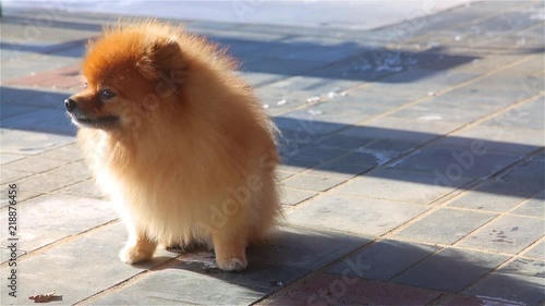 Golden purebred young Spitz sitting and yawning photo