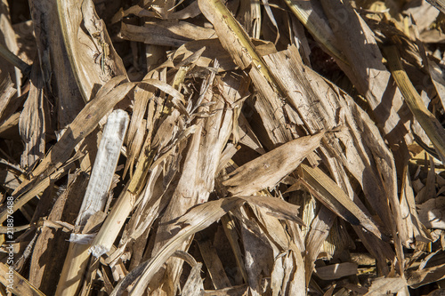 Corn Husks and Stalks