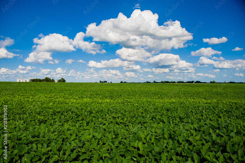 Summer soybean field