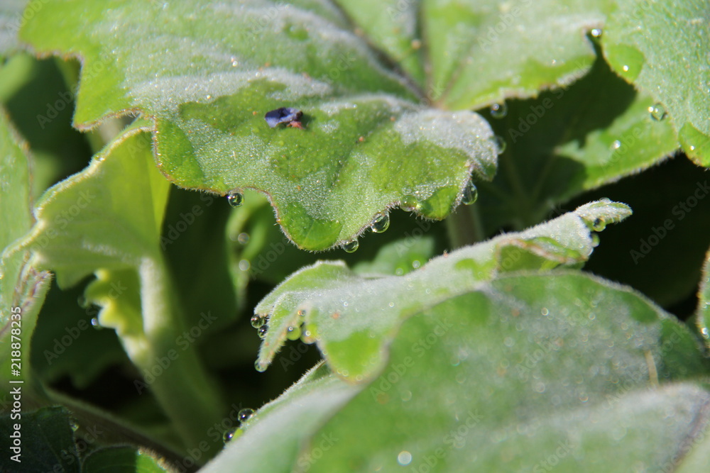 Leaf tears 3