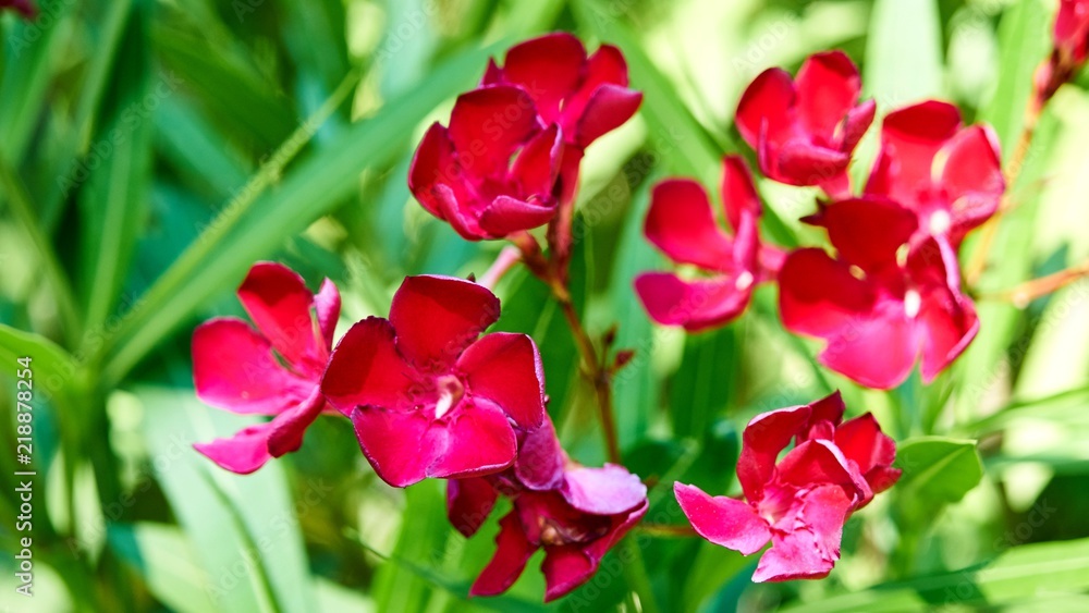 Oleander flower in the park of the city of Sochi