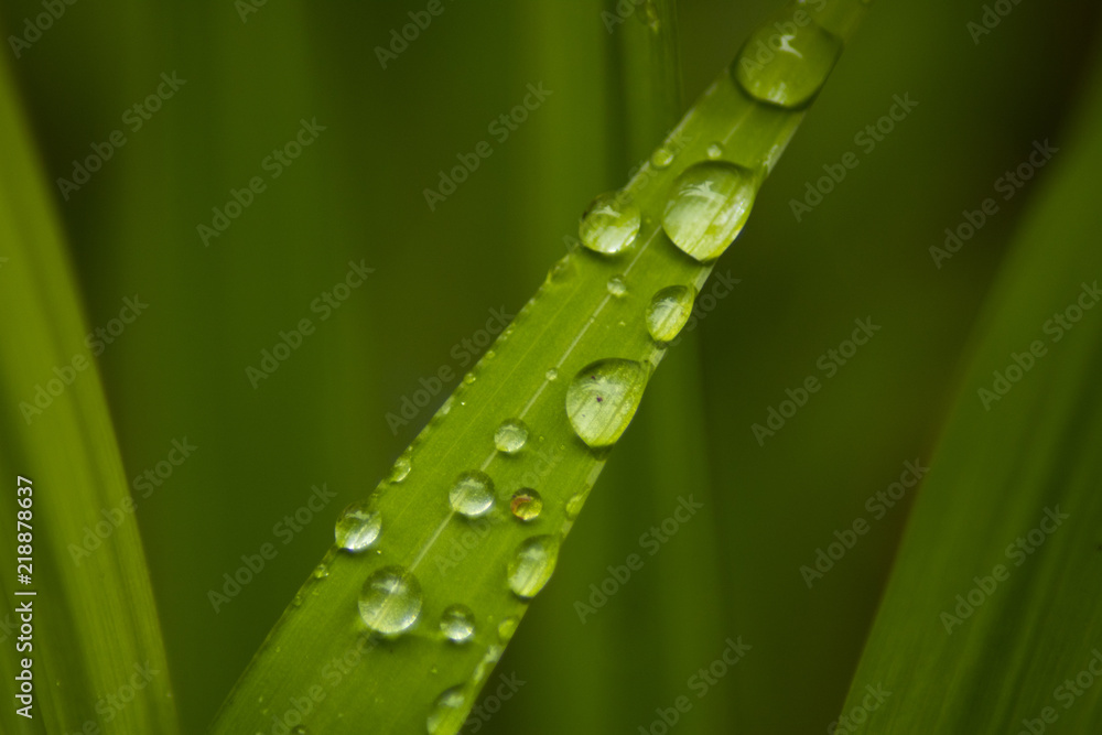 Fototapeta premium green leaf with dew