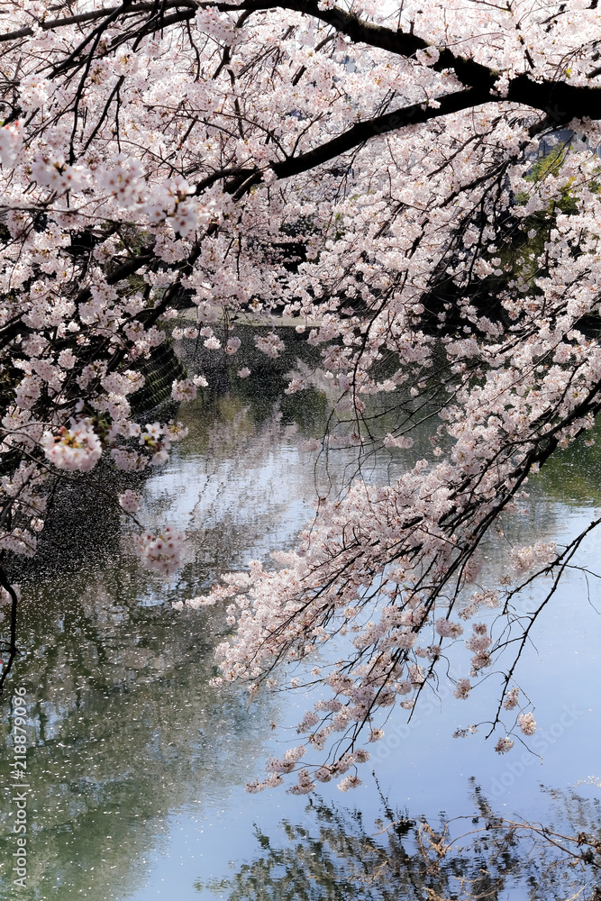 大岡川の桜
大岡川の桜