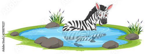 A zebra in the pond