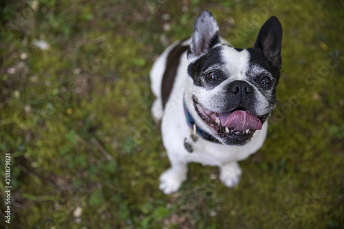 French Bulldog Boston Terrier Mix smiling