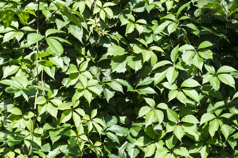 Background of green leaves of wild grapes Background of green leaves of wild grapes