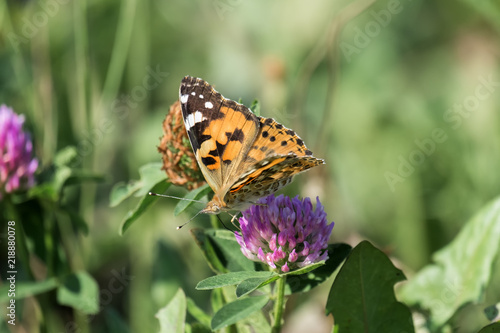 Butterfly Painted lady collects nectar from a clover flower (Vanessa cardui)