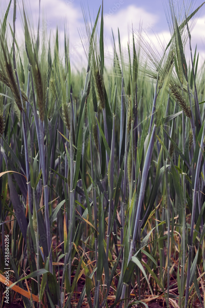 Green spikelets of barley in the field (Hordeum vulgare)