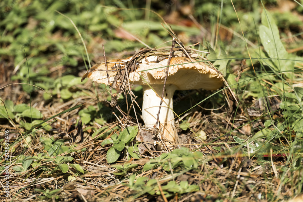 Fototapeta premium Stinking Brittlegill. Conditionally edible mushroom known as the stinking russula (Russula foetens)