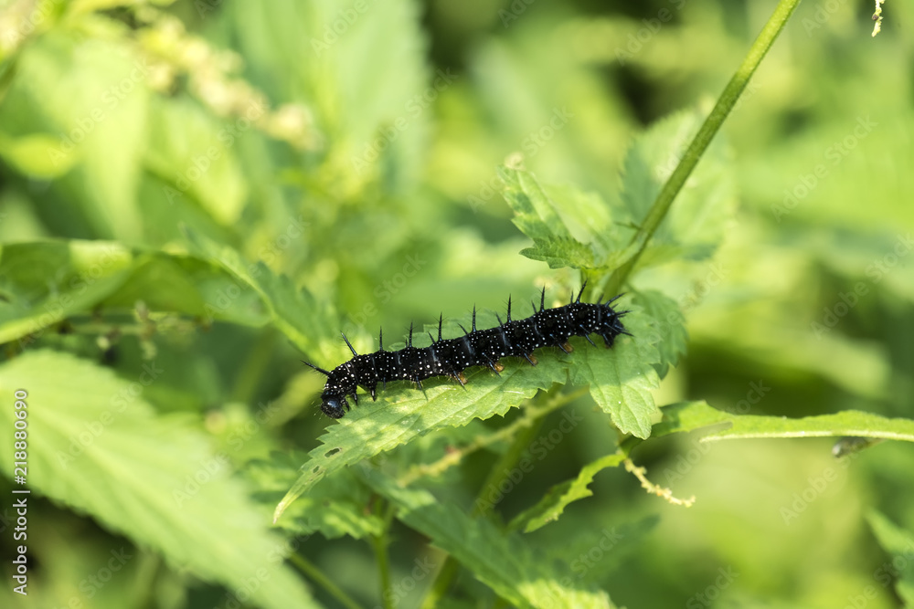 Caterpillar of peacock butterfly eats the leaves of the nettle (Aglais io)