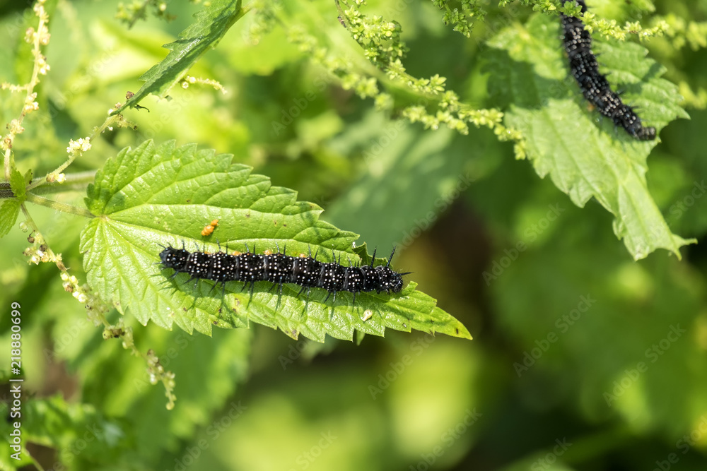 Fototapeta premium Caterpillar of peacock butterfly eats the leaves of the nettle (Aglais io)