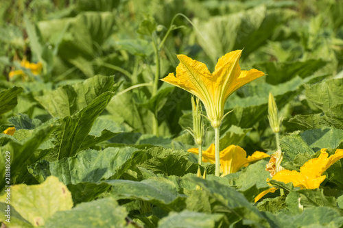 Brightly yellow zucchini flower in green foliage (Courgette)