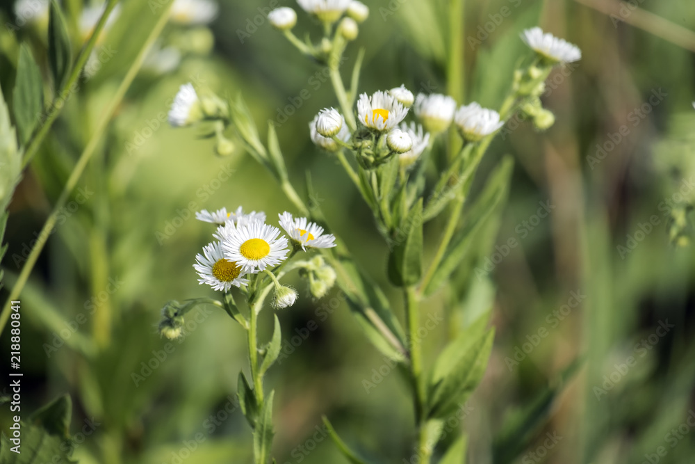 Flowers of annual fleabane (Erigeron annuus) Flowers of annual fleabane (Erigeron annuus)