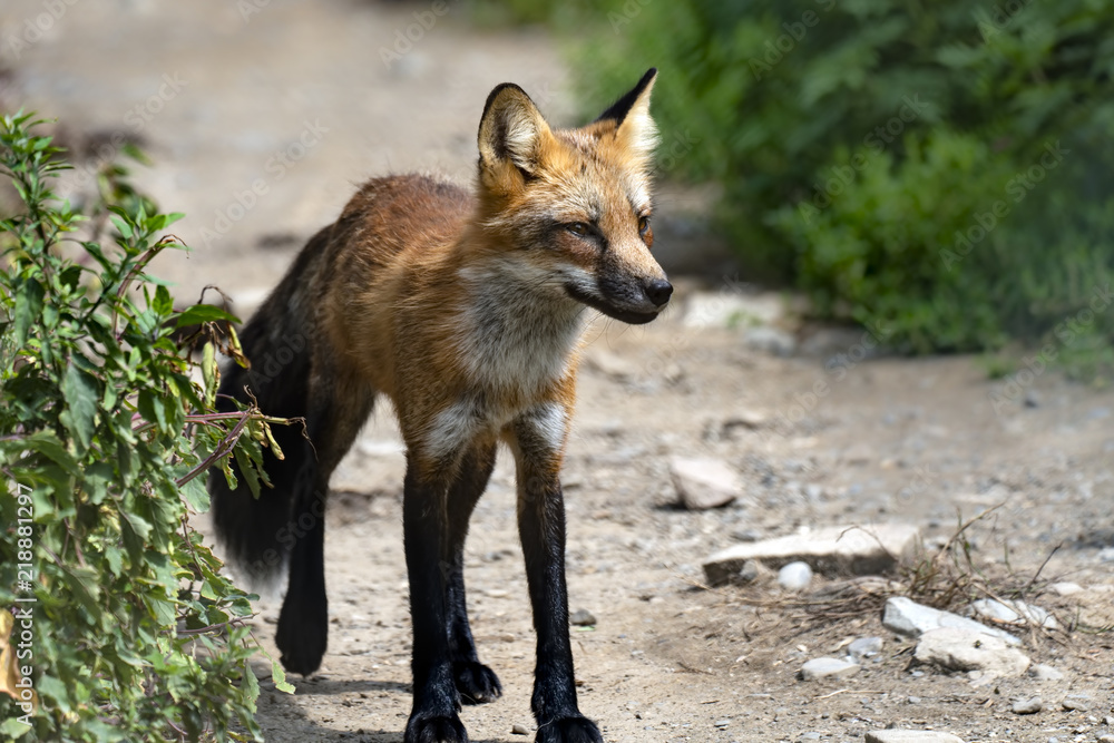Red fox portrait.