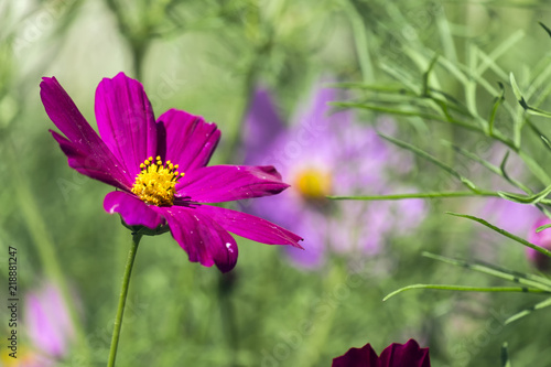 Purple flower of garden cosmos (Cosmos bipinnatus)