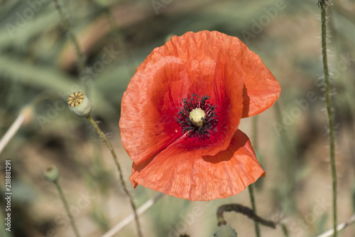 Fototapeta Naklejka Na Ścianę i Meble -  Red poppy flower close-up (Papaver rhoeas)