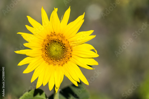Fototapeta Naklejka Na Ścianę i Meble -  Sunflower flower on blurred background