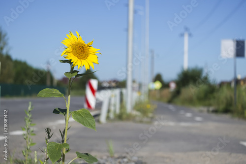 Fototapeta Naklejka Na Ścianę i Meble -  Sunflower grew on the roadside