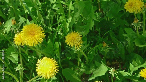 Many young yellow dandellion flowers in fresh grass above view macro footage
