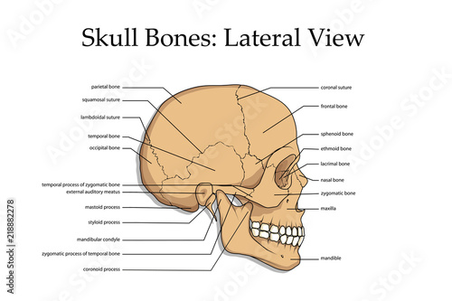 human skull, medical poster, anatomical medical chart poster human skull, skull bones, poster for training residents in medical schools, detailed description of human head, vector graphics to design