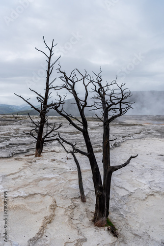 Dry Trees in Volcanic Hot Springs