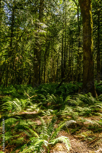 Green Rainforest in west Canada provincial park with fern.