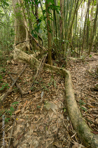 Khao Sok N.P.