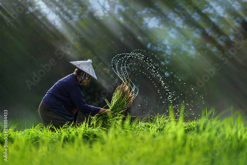 Asian farmer transplant rice seedlings in rice field,Farmer planting rice in the rainy season,Asian farmer is withdrawn seedling and kick soil flick of Before the grown in paddy field,Thailand,
