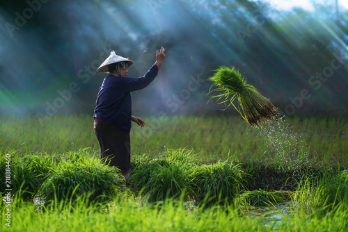 Asian farmer transplant rice seedlings in rice field,Farmer planting rice in the rainy season,Asian farmer is withdrawn seedling and kick soil flick of Before the grown in paddy field,Thailand,