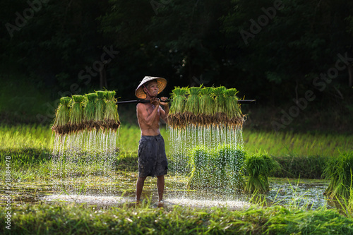 Vietnam farmer Bearing seedlings of rice to plant, Asian farmer Bearing rice seedlings on the back before the grown in paddy field,