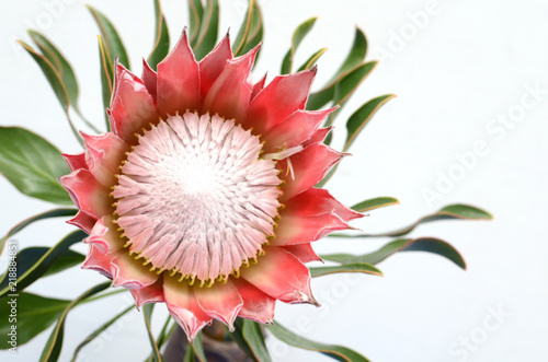 Red protea plant on white background