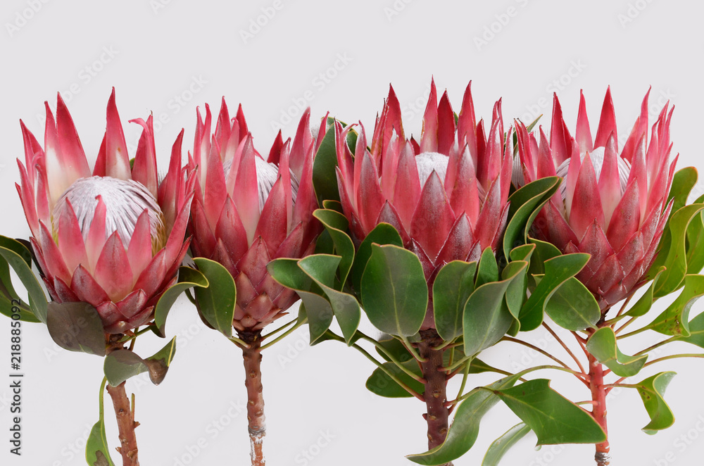 Fototapeta premium Red protea plant on white background