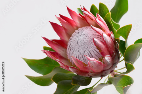 Red protea plant on white background photo