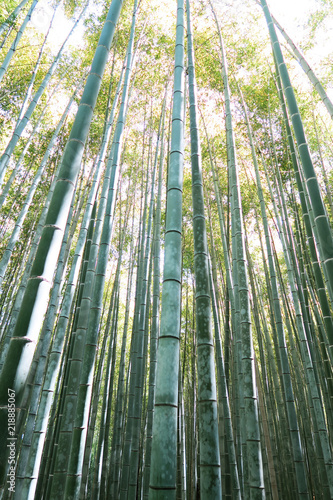 Bamboo   Japan
