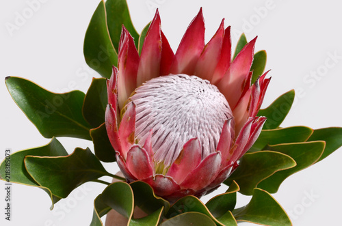 Red protea plant on white background
