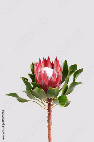 Red protea plant on white background