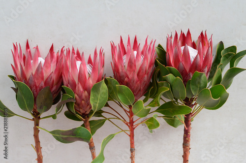 Red protea plant on white background