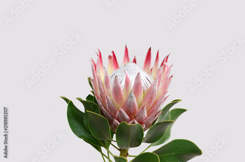 King protea flower on white background