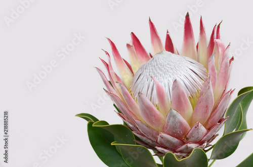 King protea flower on white background photo