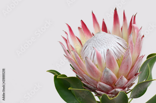 King protea flower on white background