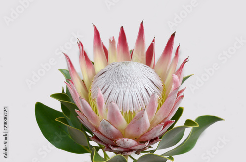 King protea flower on white background