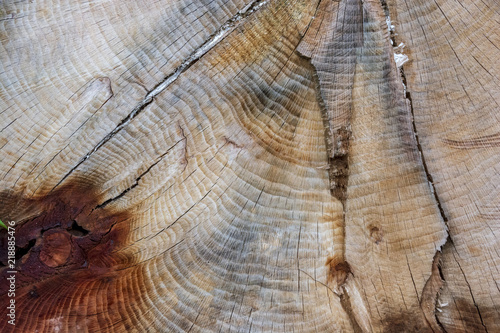 A textured pattern of a cut tree, showing many rings on it's smooth surface.